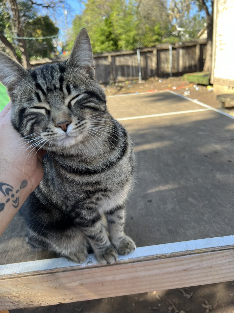 Everyone tell Dior he’s witerally the cutest cat in the world (or prove me wrong in the replies)