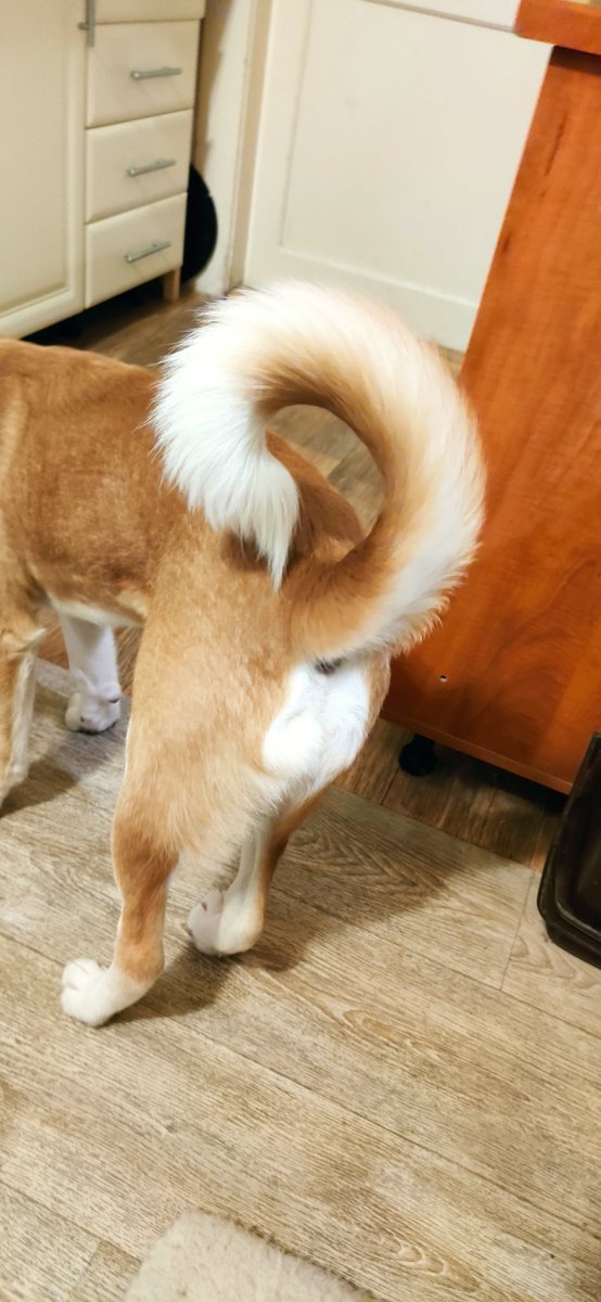 AlgoDollar's tweet photo. Show🐕‍🦺, what a tail you have.
          💛

#Akitalab 
#Labrakita https://t.co/Qk4GPCgaMm