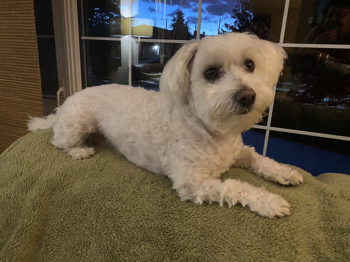Joriginals1's tweet photo. Before and After… Artie looks like he lost a few pounds with his new hair cut… wish that would happen to me when I get a hair cut 🤣🤣 #dogsoftwitter #lookinfine https://t.co/tXBz2cV2jl