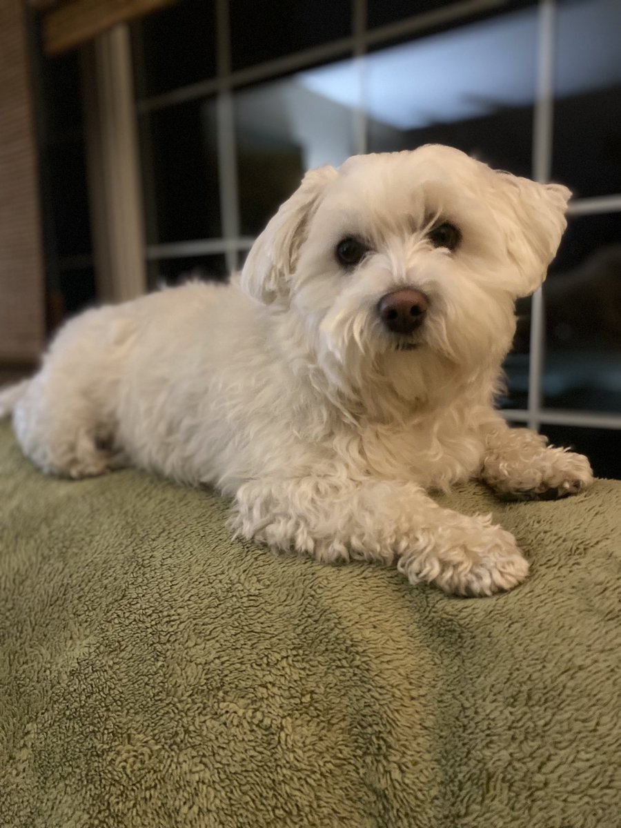 Joriginals1's tweet photo. Before and After… Artie looks like he lost a few pounds with his new hair cut… wish that would happen to me when I get a hair cut 🤣🤣 #dogsoftwitter #lookinfine https://t.co/tXBz2cV2jl