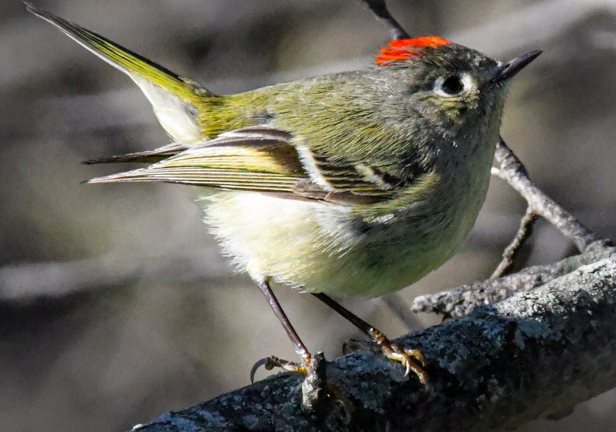 LanceWinter's tweet photo. What a great day at Hornsby Bend Bird Observatory in Austin. I ran onto several Ruby-Crowned Kinglets. Such a beautiful bird. @USFWSBirds @USFWS @NikonUSA @DebSandidge @TPWDnews #BirdTwitter #birdphotography https://t.co/cEMe2JmaE3