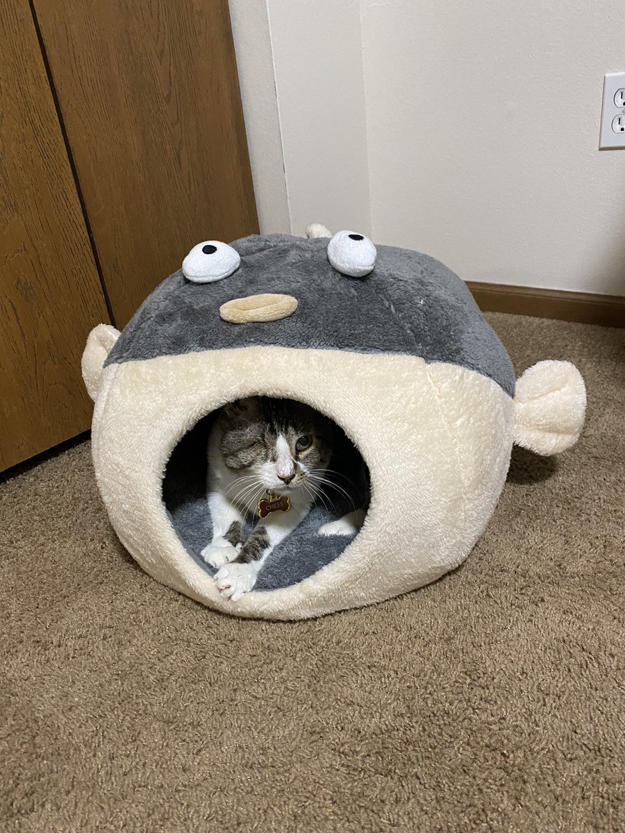 mrfishtopher's tweet photo. Mr Chess has found his new home and is loving it!! 🥺🥺🥺🥺❤️ https://t.co/bHyejWqyOf
