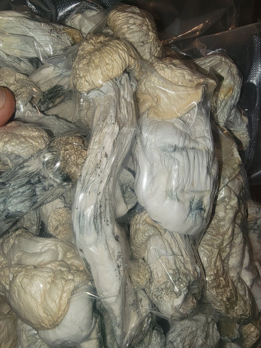 med_man_brand's tweet photo. Education only Nothing for sale or trade #medicalmushrooms will be legal in #canada they show promise in alot of ways to be superior to #cannabis for #medicaluse #anxiety #ptsd #mooddisorders #depression #microdose #microdosing #therapy #relationships
#savetheape #albino #bc https://t.co/6J5oBCuPiK