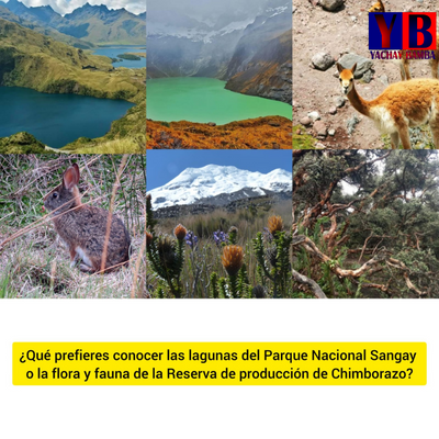 YachayBamba's tweet photo. Riobamba cuenta con 2 áreas protegidas:
La Reserva de producción de Fauna Chimborazo y El Parque Nacional Sangay.
.
.
.
Da clic y conoce más: https://t.co/9vRGkmY4Nk https://t.co/EzB6IoOJD6