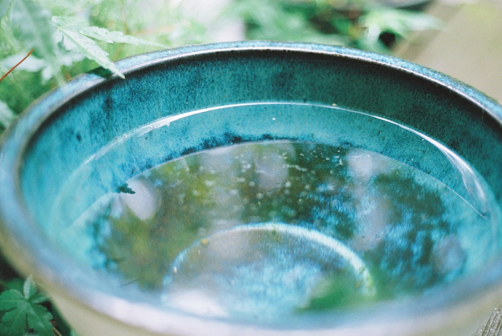 champcamera's tweet image. #SUPERIA X-TRA 400 by #青葉台 店
汎用性の高い感度とクリアな描写がウリのフジ #現行カラーネガ。色再現に優れ、ISO400としては粒子も細かく滑らかな写りです。#常用フィルム におすすめの1本です。
#XTRA400 #カラーネガ #ネガフィルム #フィルム写真
champcamera.co.jp/topics/?id=ao_…