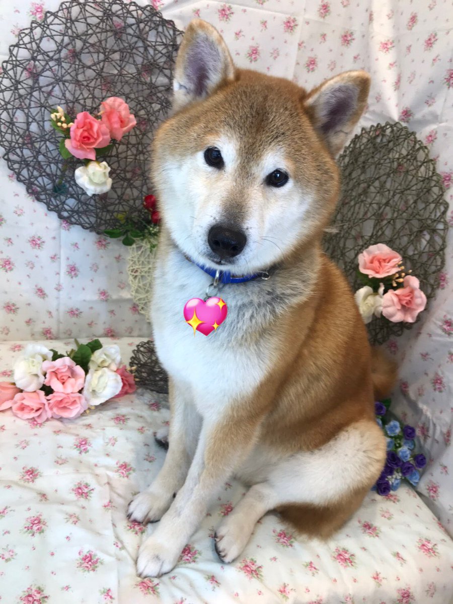 2Sakura_Rin's tweet photo. 愛犬のシャンプーサロンにて🧴フォトスポットがバレンタインver.になってました！可愛すぎ🥺#柴犬 #いぬのいる暮らし #大切なことはすべて愛犬が教えてくれる #本命チョコ #できることなら愛犬に渡したい #イベントに限らず365日愛犬に愛を捧ぐ #愛犬いつもありがとう https://t.co/3xXXRhNcDv