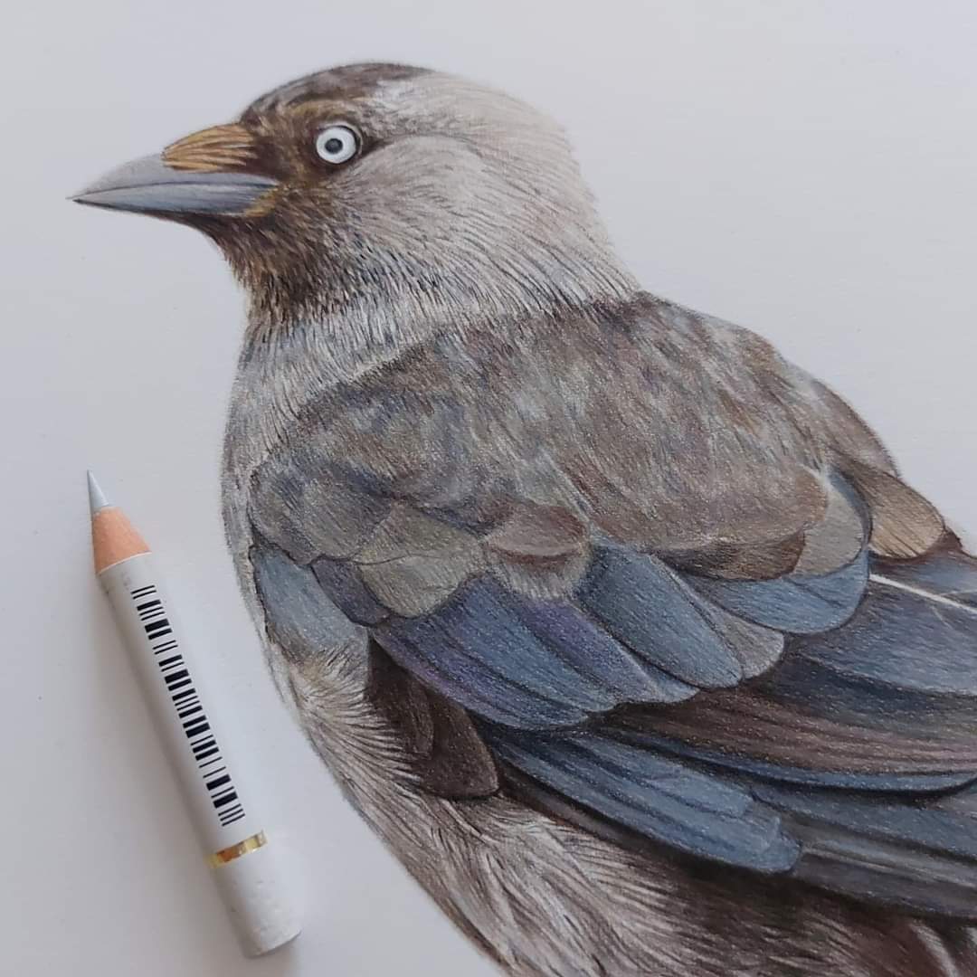 srh_sue's tweet photo. Original art available. 
Mounted size 12x12". Coloured pencil.
#jackdaw #birds #pencil #art https://t.co/YrV9QjS06o
