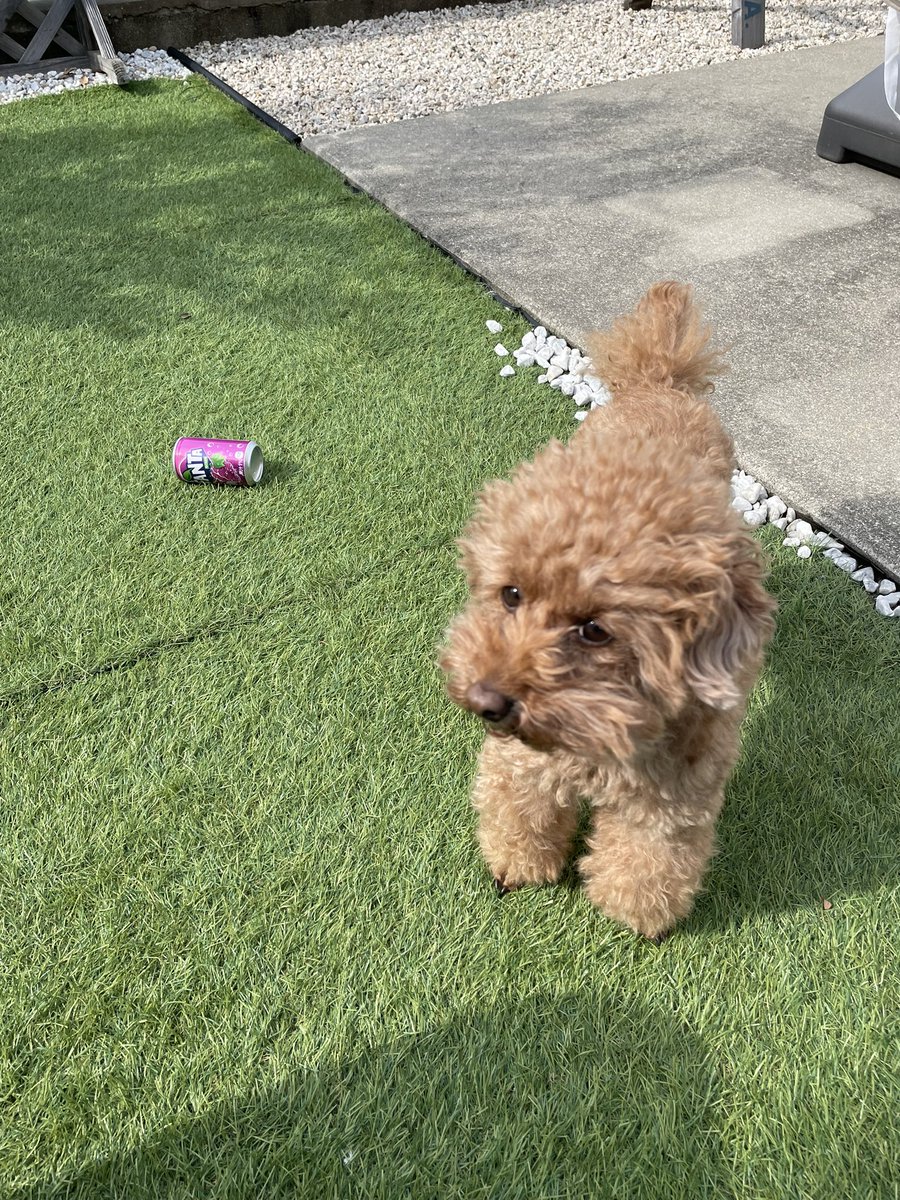 fuuta__ponta's tweet photo. 早く暖かくならんかなぁ🐶
#トイプードル 
#春から犬大
#FANTA
#グレープ
#ふーたです https://t.co/nHLwX3HJIx