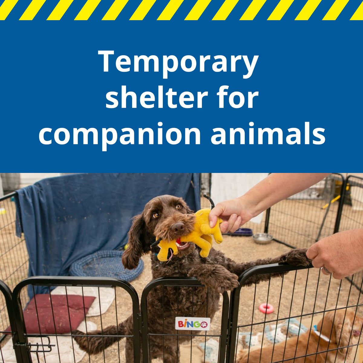 Peta NZ 🇳🇿 on Twitter "RT AucklandCDEM 🐶 🐱 If you need to evacuate