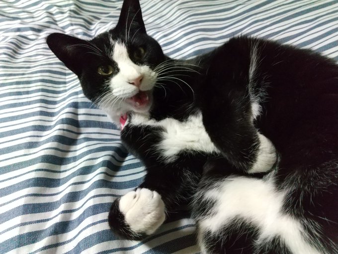 #Twitterキレカワ猫大会
でもキレてないたーちゃん。 