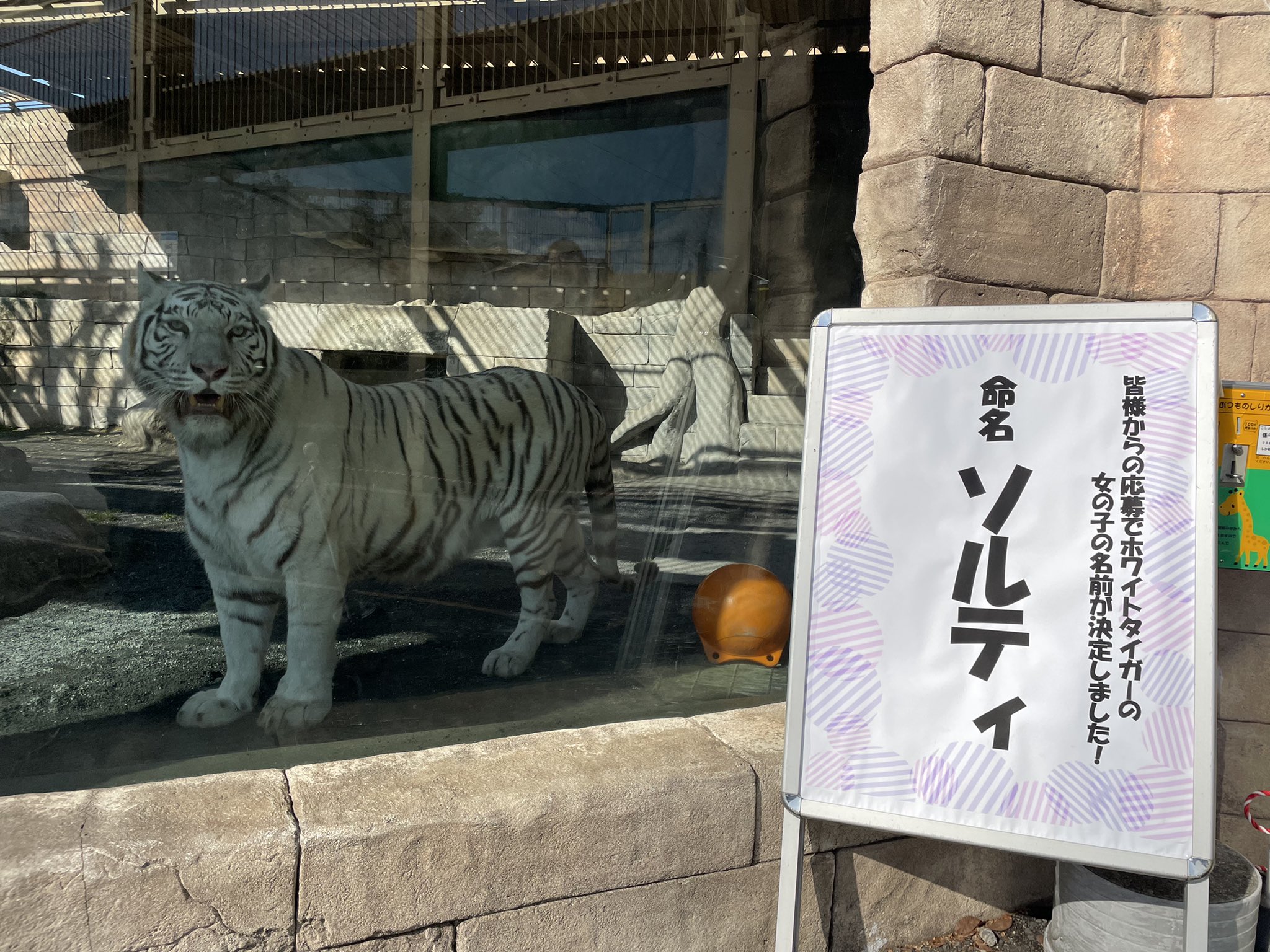 東武動物公園のとら