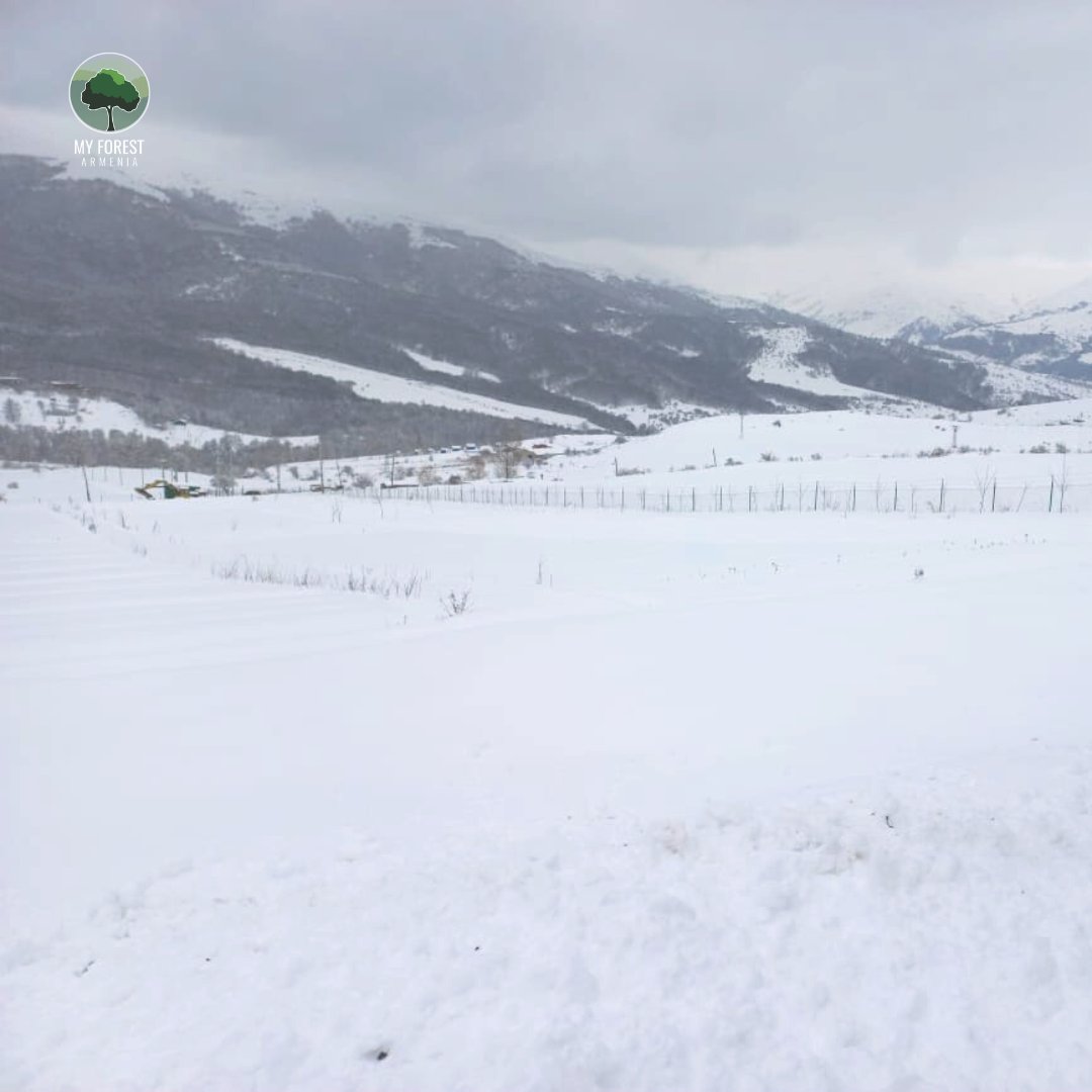 After months without a single #raindrop 💧 or a #snowflake ❄️, finally, our nurseries are entirely covered with #snow 🌨️

This is so vital for our #seedlings to grow strong and healthy 🌱

 #MyForestArmenia #PlantTreesForLife #GugarkNursery #nursery