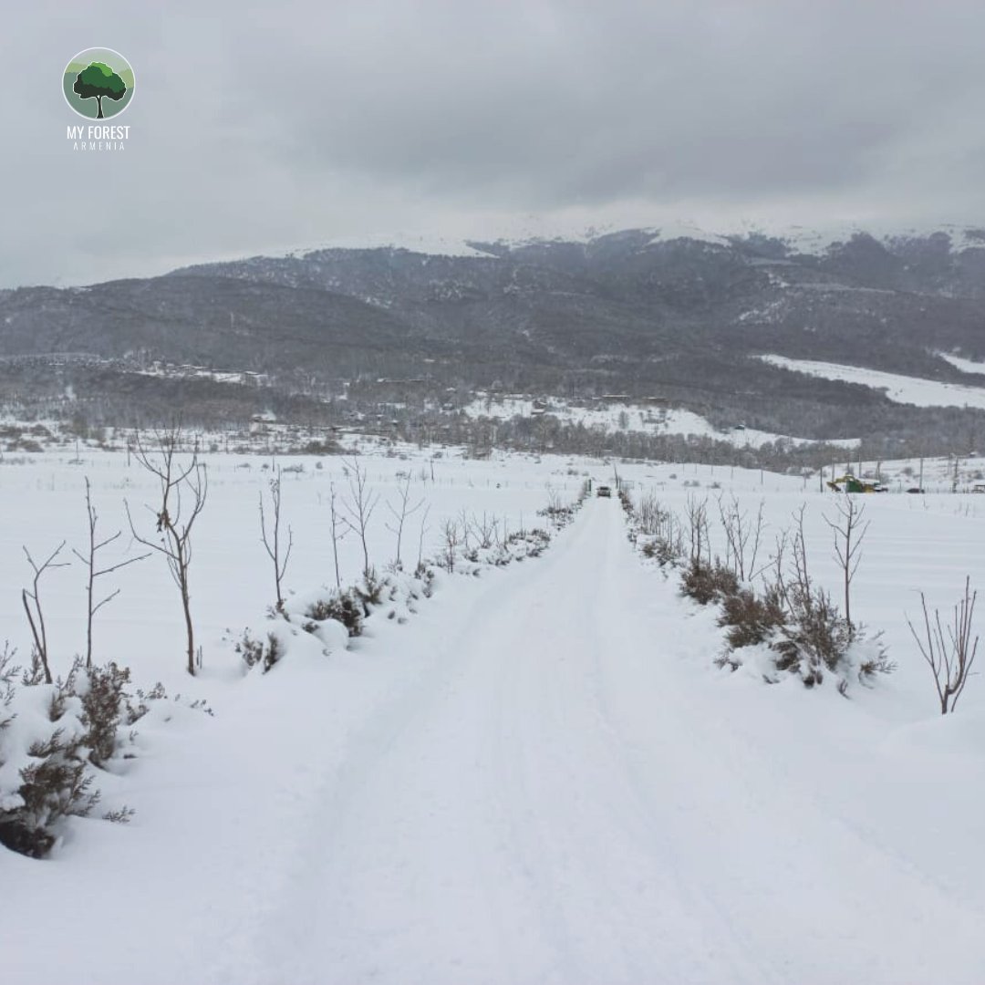 MyForestArmenia's tweet photo. After months without a single #raindrop ๐ง or a #snowflake โ๏ธ, finally, our nurseries are entirely covered with #snow ๐จ๏ธ
This is so vital for our #seedlings to grow strong and healthy ๐ฑ
#MyForestArmenia #PlantTreesForLife #GugarkNursery #nursery https://t.co/pwzrni4Tjb
