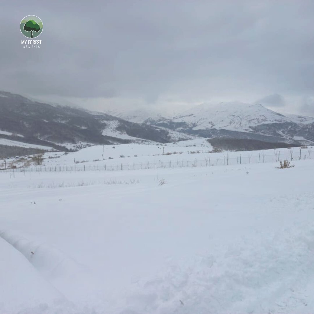 MyForestArmenia's tweet photo. After months without a single #raindrop ๐ง or a #snowflake โ๏ธ, finally, our nurseries are entirely covered with #snow ๐จ๏ธ
This is so vital for our #seedlings to grow strong and healthy ๐ฑ
#MyForestArmenia #PlantTreesForLife #GugarkNursery #nursery https://t.co/pwzrni4Tjb