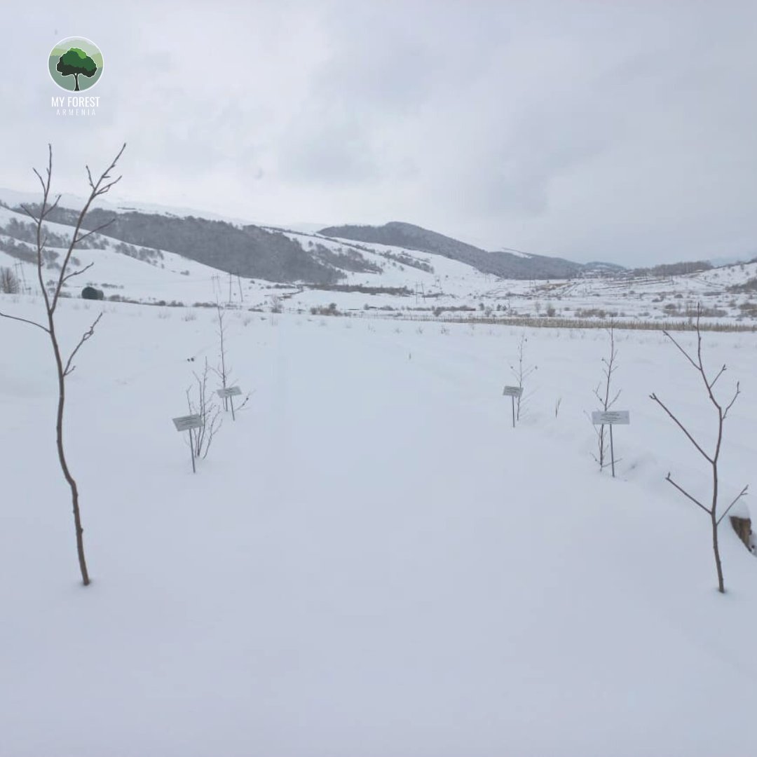 MyForestArmenia's tweet photo. After months without a single #raindrop ๐ง or a #snowflake โ๏ธ, finally, our nurseries are entirely covered with #snow ๐จ๏ธ
This is so vital for our #seedlings to grow strong and healthy ๐ฑ
#MyForestArmenia #PlantTreesForLife #GugarkNursery #nursery https://t.co/pwzrni4Tjb