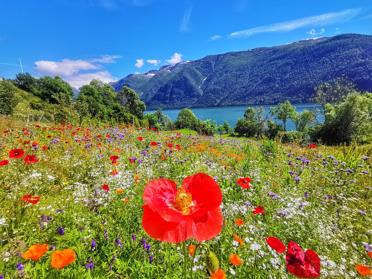 Happy Mother's day! (in Norway today)  #norway #morsdag #flowers 🌺