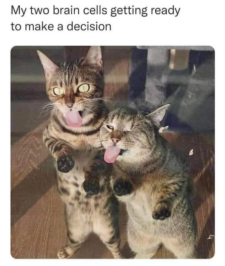 WholesomeMeme's tweet photo. https://t.co/FxhBNLSsNW