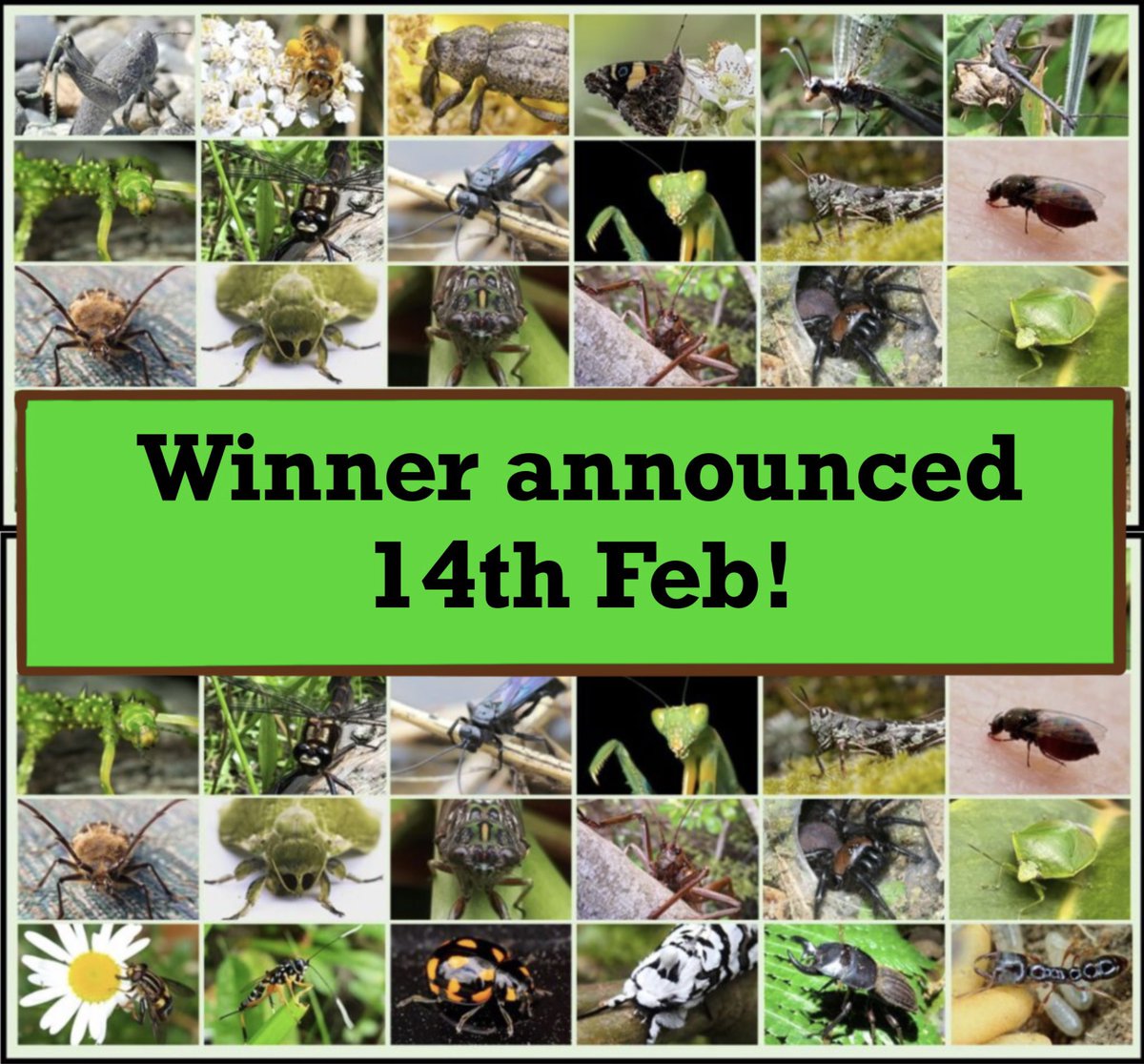 NZEntoSoc's tweet photo. You have one more day to cast your late votes for #BugOfTheYear2023!!! Get it bug fiends and bug lovers alike! https://t.co/u5ZCIZaUaa