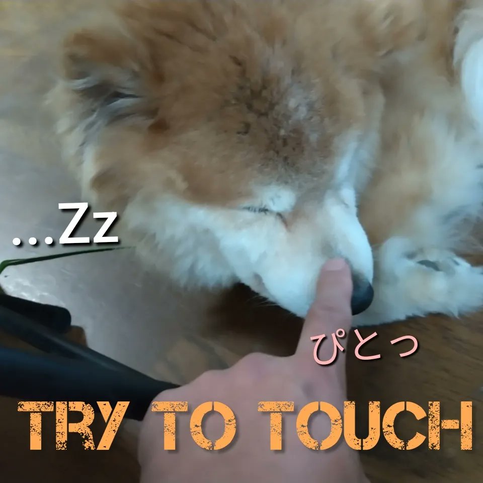 Tocchimen_oasis's tweet photo. .
#ぶんちゃん登場 😇
懐かしの一枚 🐾U^ェ^U
ぶんちゃん…
どこでもいつでも睡眠😪
起こしてごめんょ🫰😚✨
睡眠睡眠睡眠睡眠睡眠不足♪ww
#懐かしシリーズ
#生前
#懐かしい1枚
❤️🎶🐕
#柴犬家族
#しばいぬのきもち
#柴犬大好き
#いぬのきもち
#愛らしい
#shibainu
#bunchan
#家族
#family https://t.co/mqYyGtk3pk
