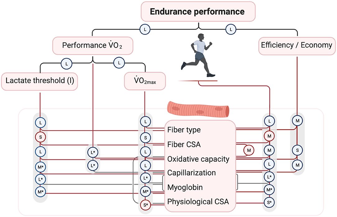 the_hough's tweet photo. Skeletal Muscle Determinants of Endurance Performance https://t.co/uEJUV2bYEC https://t.co/YKJAnTeDNZ