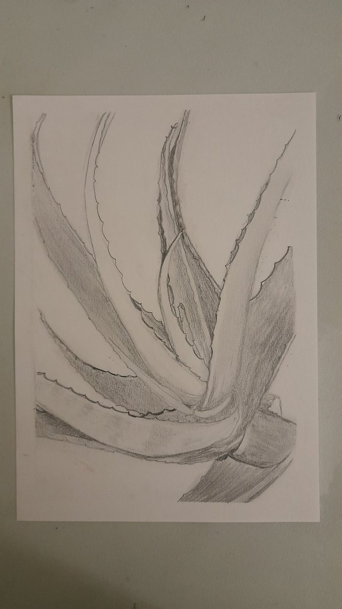 XxNightblazexX's tweet photo. Day 11! This was supposed to be a quick sketch, but I ended up spending over an hour one it 😄
#FebruaryLeaves
#oneaday
#art #leaves #drawing #pencilsketch
#aloe https://t.co/O2g7wHMXbC