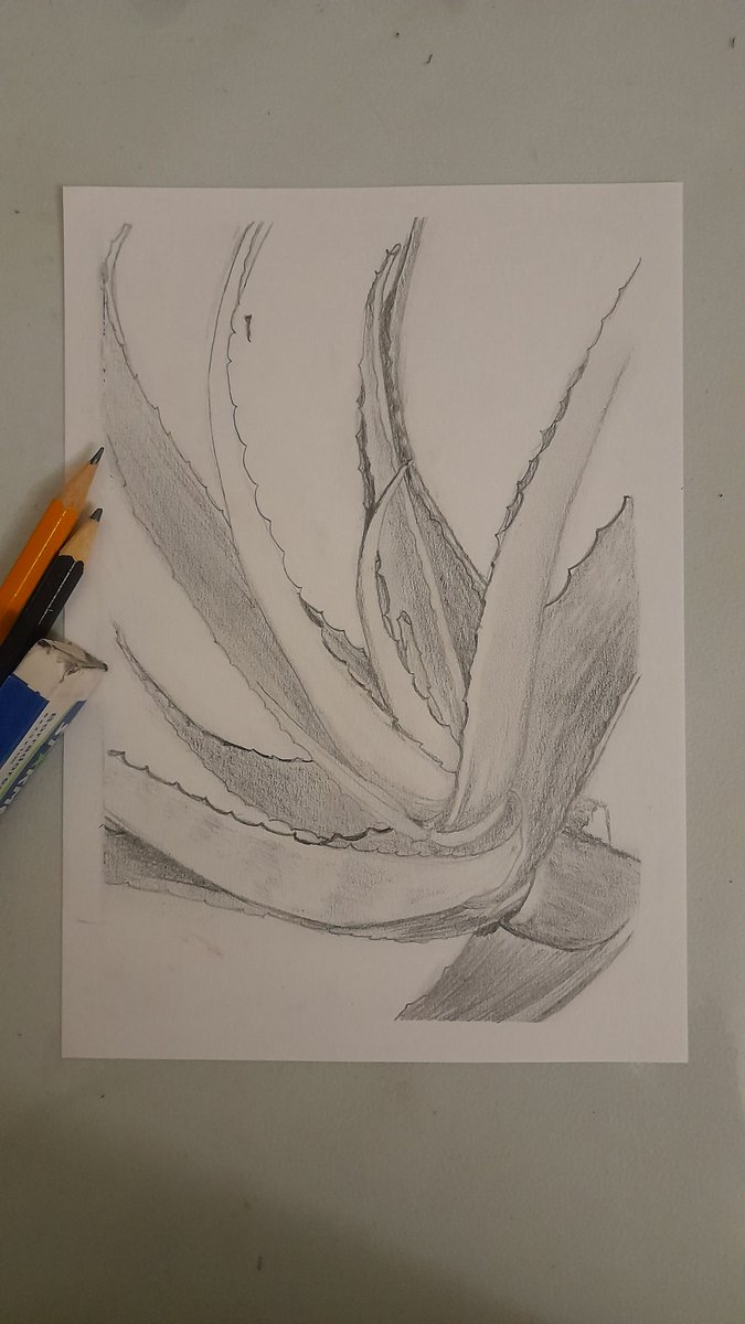 XxNightblazexX's tweet photo. Day 11! This was supposed to be a quick sketch, but I ended up spending over an hour one it 😄
#FebruaryLeaves
#oneaday
#art #leaves #drawing #pencilsketch
#aloe https://t.co/O2g7wHMXbC