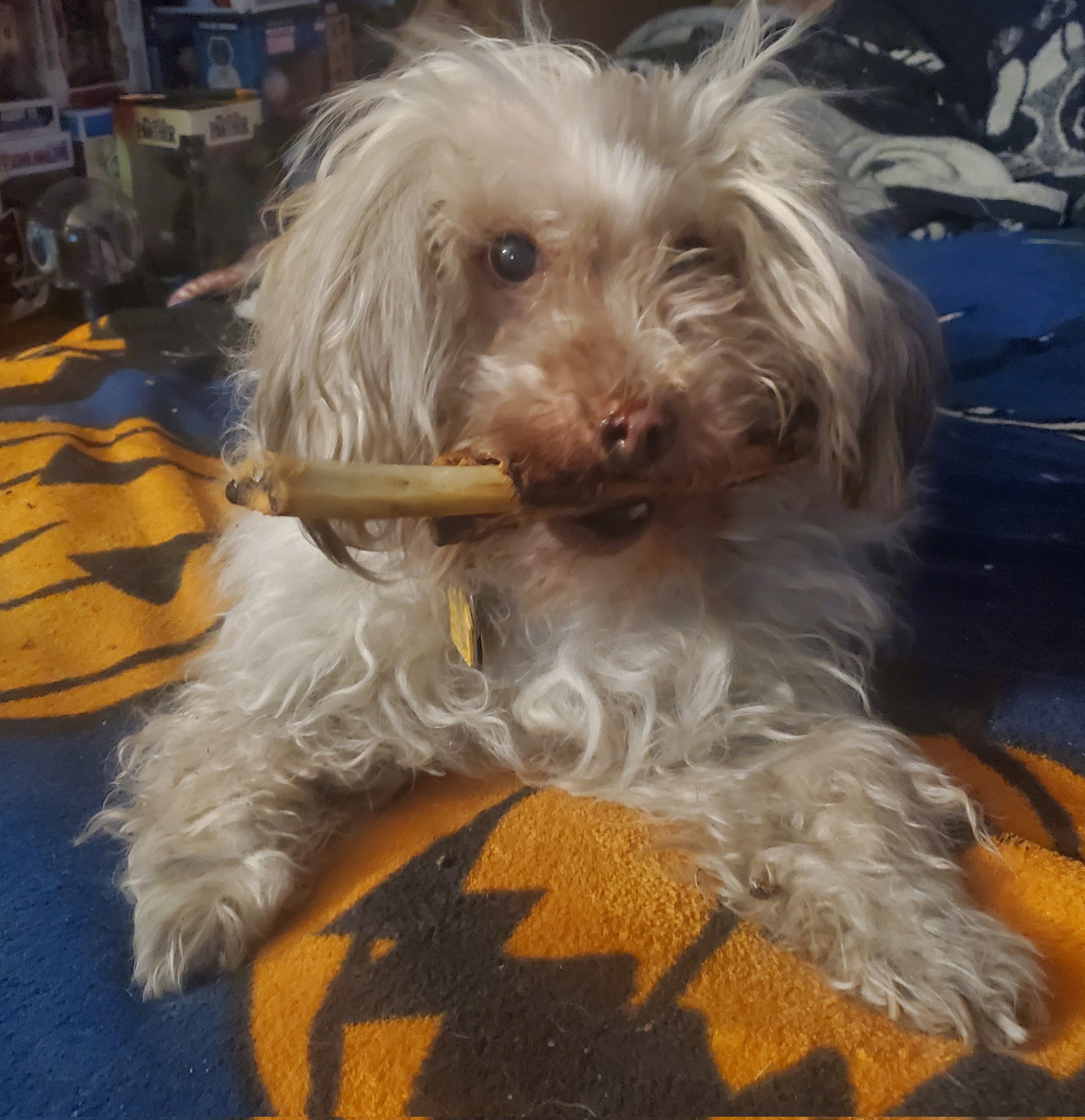 Blue eating a snack https://t.co/P8NrLfi7Ji