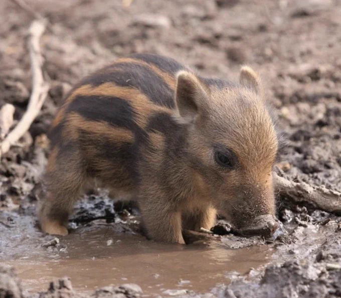 they're both wilbur soot 