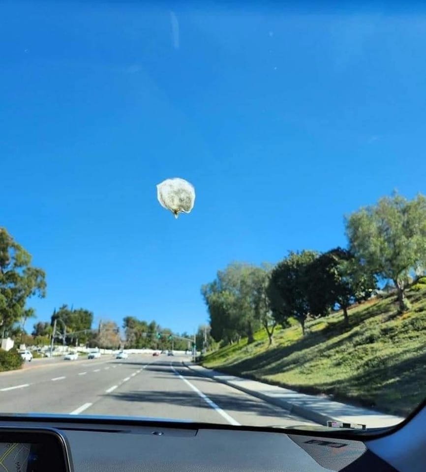 Terry Power on FB:

"I followed this Chinese balloon for almost 200 miles only to eventually realize it was bird poop on my windshield."
