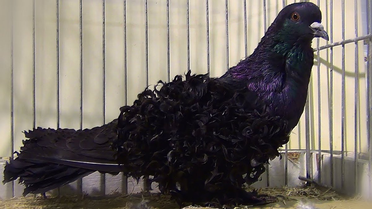 (sab) 睿燄 • Their Totality tweet media