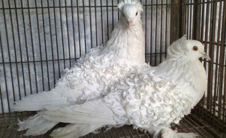 (sab) 睿燄 • Their Totality tweet media