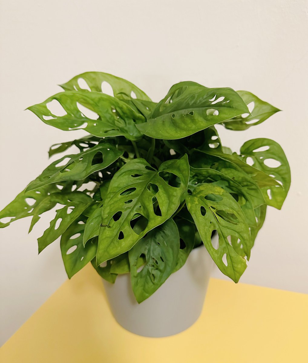 ppoppopower's tweet image. 오늘 홈디포 가서 데려온 식물들 증명사진 찍어줌 🌱 으 귀여워.. 🥹🥹🥹❤️

1. 코브라 아비스 고사리
2. 스위스 치즈 몬스테라
3. 스트링 오브 펄스
4. 드라세나 

한국 이름 아는 분 알랴줘요!!