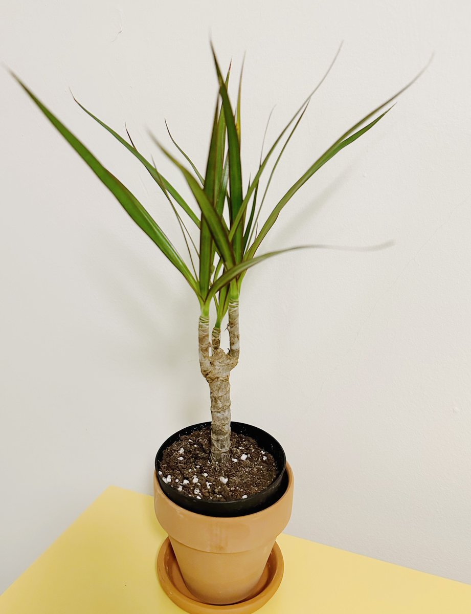 ppoppopower's tweet image. 오늘 홈디포 가서 데려온 식물들 증명사진 찍어줌 🌱 으 귀여워.. 🥹🥹🥹❤️

1. 코브라 아비스 고사리
2. 스위스 치즈 몬스테라
3. 스트링 오브 펄스
4. 드라세나 

한국 이름 아는 분 알랴줘요!!