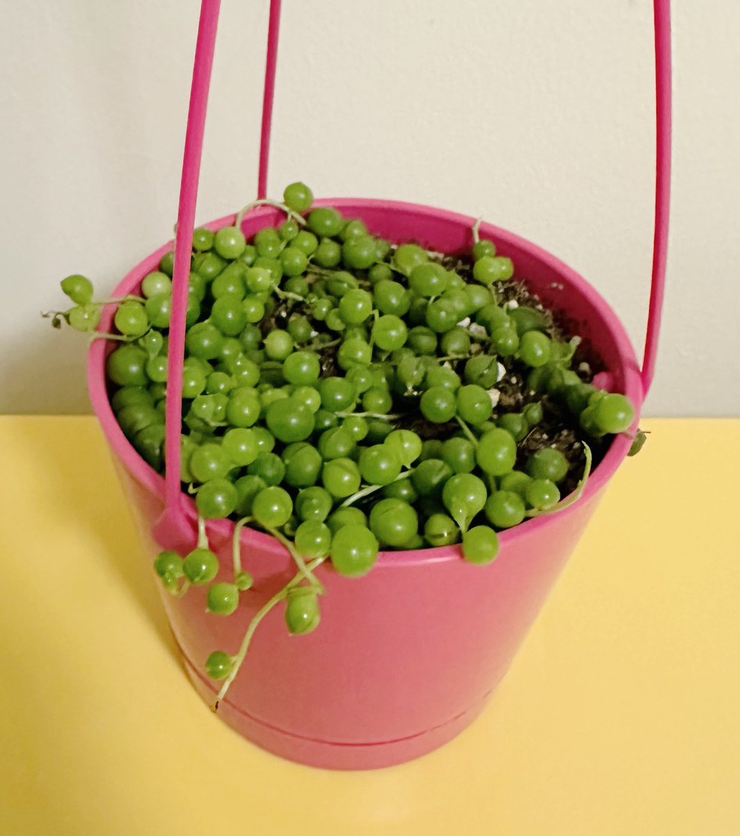 ppoppopower's tweet image. 오늘 홈디포 가서 데려온 식물들 증명사진 찍어줌 🌱 으 귀여워.. 🥹🥹🥹❤️

1. 코브라 아비스 고사리
2. 스위스 치즈 몬스테라
3. 스트링 오브 펄스
4. 드라세나 

한국 이름 아는 분 알랴줘요!!