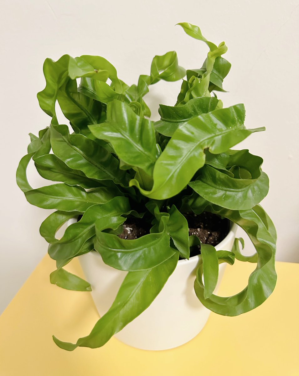 ppoppopower's tweet image. 오늘 홈디포 가서 데려온 식물들 증명사진 찍어줌 🌱 으 귀여워.. 🥹🥹🥹❤️

1. 코브라 아비스 고사리
2. 스위스 치즈 몬스테라
3. 스트링 오브 펄스
4. 드라세나 

한국 이름 아는 분 알랴줘요!!