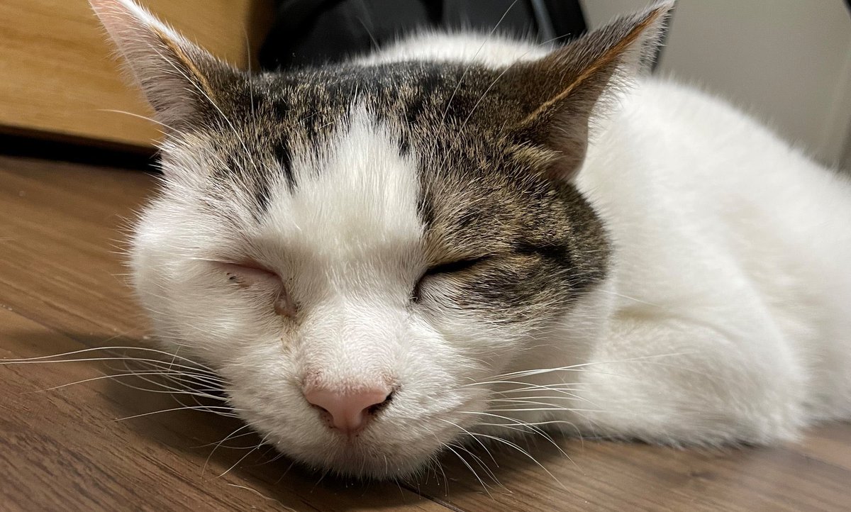 docomo's tweet photo. こんにちは！
インターンでドコモ公式の #中の人 を体験中です！🧑‍💻

10日後は #猫の日 ですね🐈🐈🐈
私の猫を #フライングキャット させていただきます🤲
みなさんの猫ちゃんもコメントでフライングキャットしてください😻

#インターン生 https://t.co/vznvK4uE3N