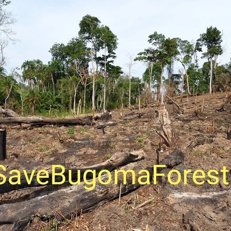 I am Endel Stamberg, a climate activist from Germany. Uganda forest cover has depleted to 8%. And one of the forest in Uganda has been sold for agribusiness.  I’m calling upon activists around the world to add their voices on mine and #SaveBugomaForest! 
@KaoHua3
@Greenpeace