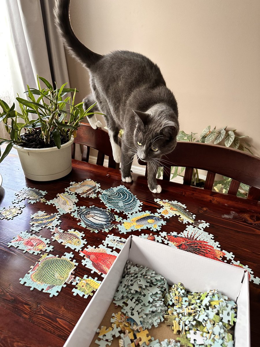 Magnus has never shown interest in any of my puzzles, until this one featuring a load of fish 🤣
