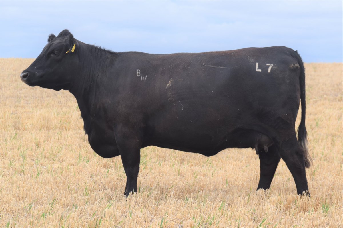 Bull Oak Well Angus tweet media