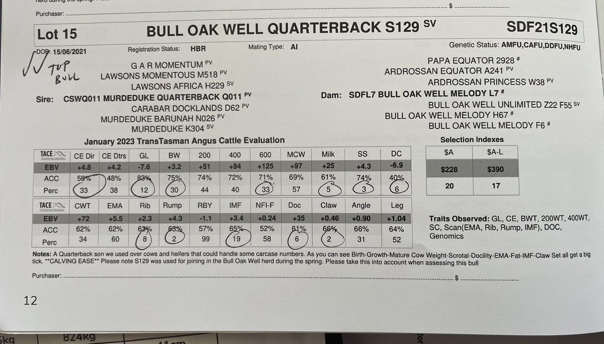 Bull Oak Well Angus tweet media
