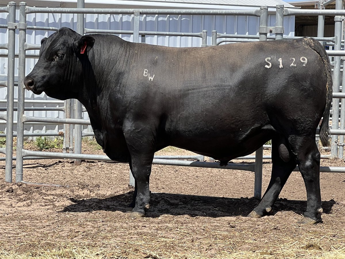 Bull Oak Well Angus tweet media