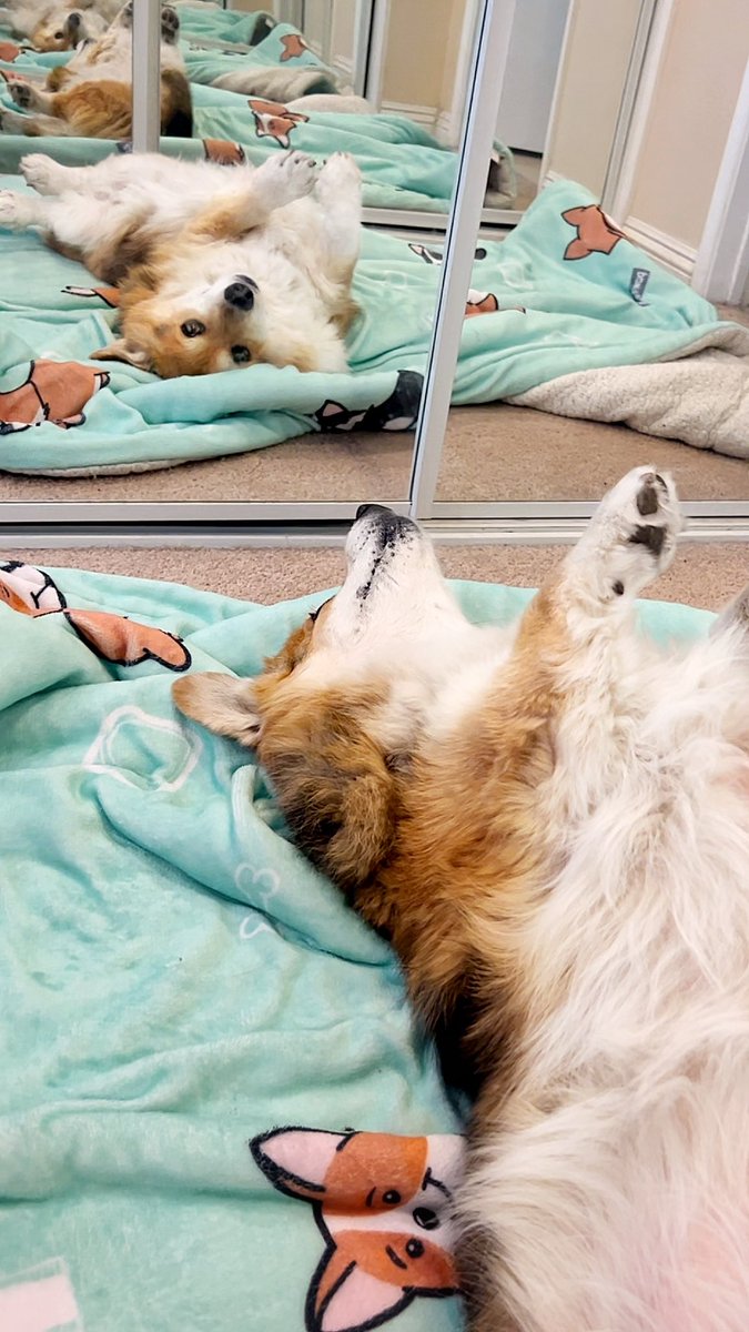 corgi_zero's tweet photo. If Zero had an evil twin, what would her name be? One? 🤣 https://t.co/mXGC2ZcSLe