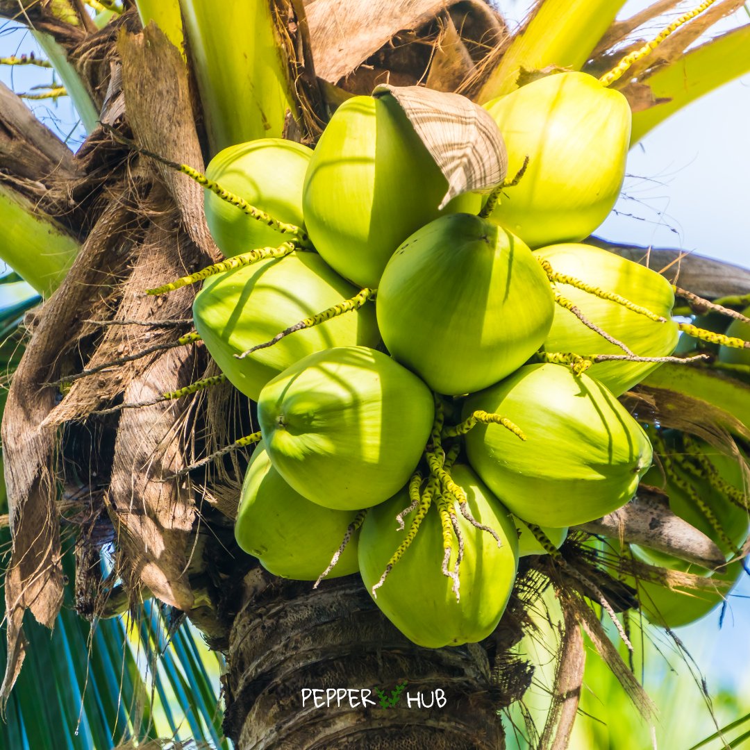 hubpepper's tweet photo. Coconut cultivation🌴
- Almost 60 million tons of coconut are produced each year globally
- Across 80 countries there are 150 species of coconut
India is one of the biggest producers of coconut in the world
#pepperhub #coconut #coconutfarming #agricultureworldwide #farming https://t.co/S3W47wMhbu
