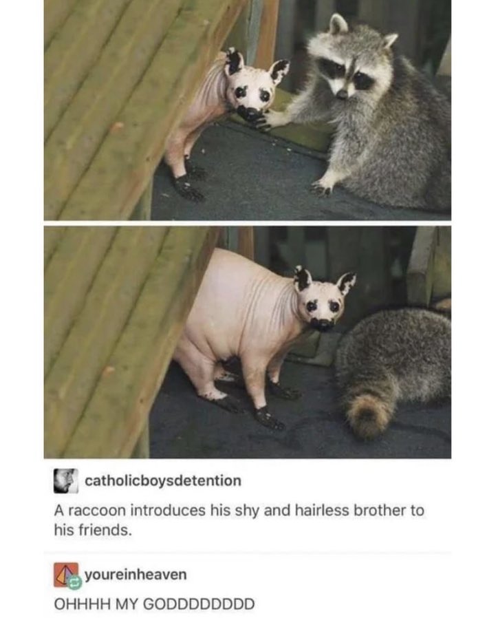 Fun fact: I like to interrupt my husband’s nightly reading to show him pictures like this