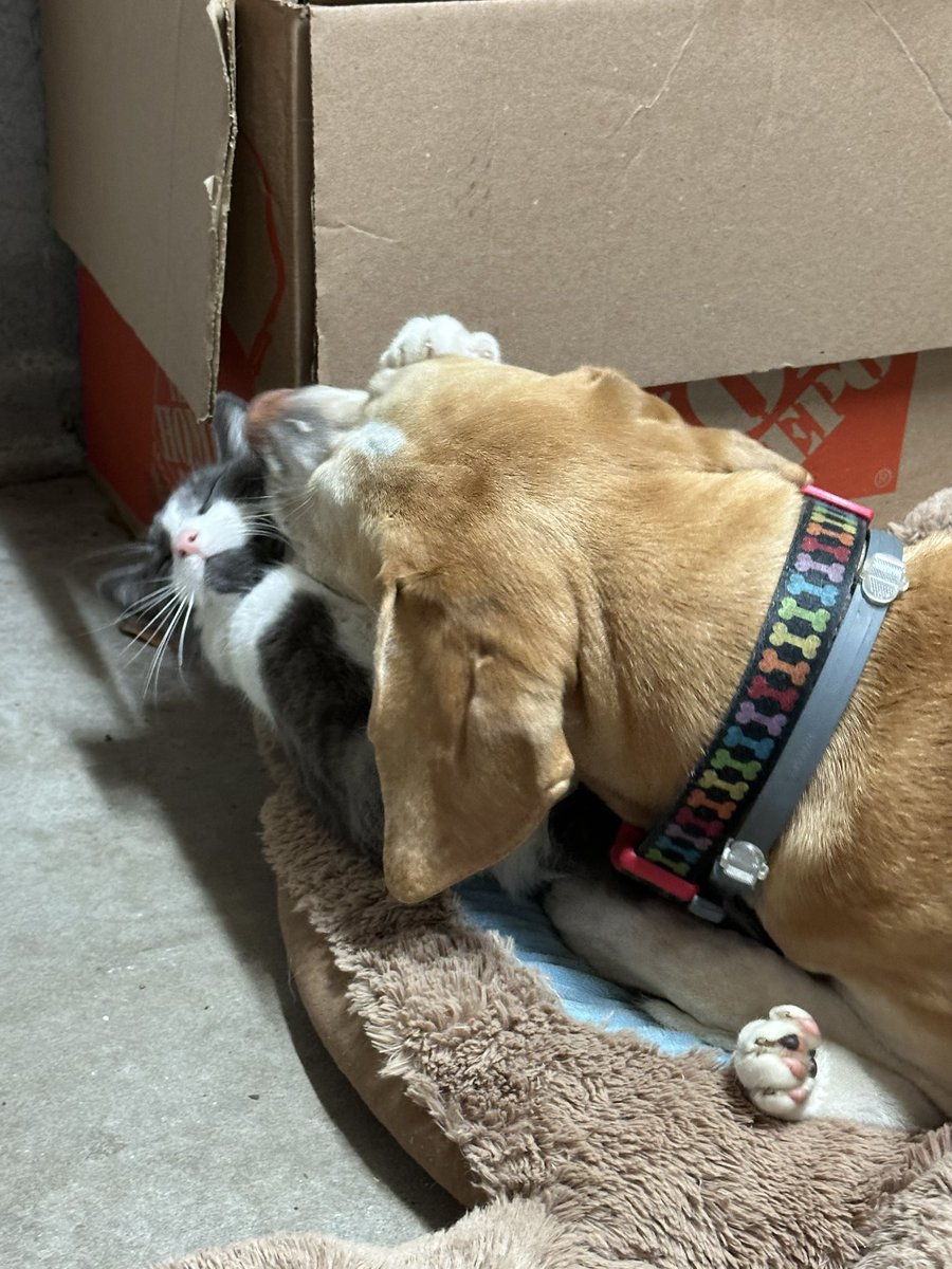 BrownieTurd's tweet photo. Penny tried to get Mr Sprinkles all wound up to fight/play with her. #LoveTurds #FightNight #SiblingPlay https://t.co/NYpySZSx5p