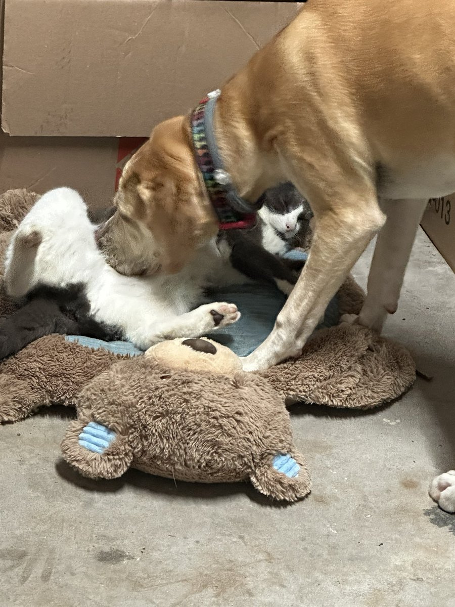 BrownieTurd's tweet photo. Penny tried to get Mr Sprinkles all wound up to fight/play with her. #LoveTurds #FightNight #SiblingPlay https://t.co/NYpySZSx5p