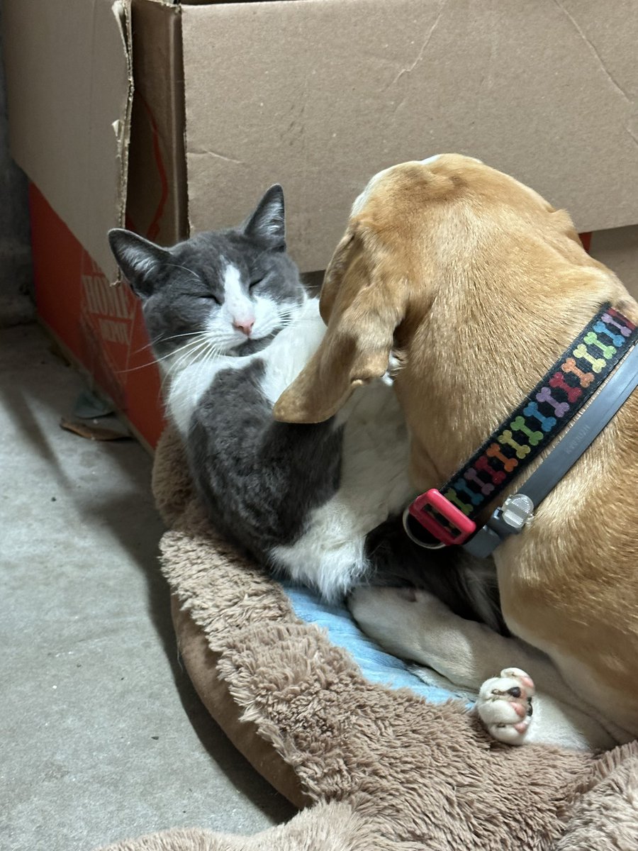 BrownieTurd's tweet photo. And just as quickly he is purring and in chill mode. #ADogAndHerCat #BigBrotherSprinkles #KittyTurd https://t.co/sPFJlAFTTT