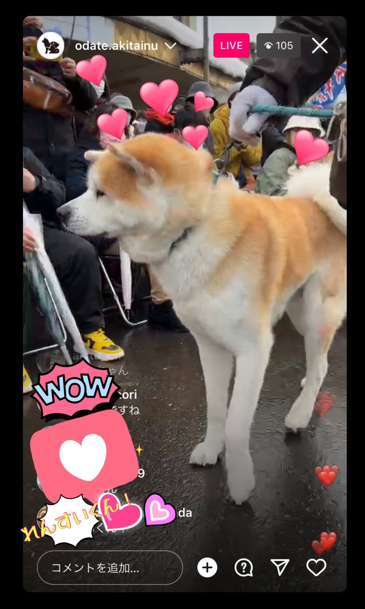 LOVEHachi3's tweet photo. 秋田犬の里
秋田犬パレード Instagram配信ありがとうございました❣️
みんな最高❗️
#akita #hachiko #odate #candyfestival #大館アメッコ市 #秋田犬 #秋田県 https://t.co/3LVCV9iGhF