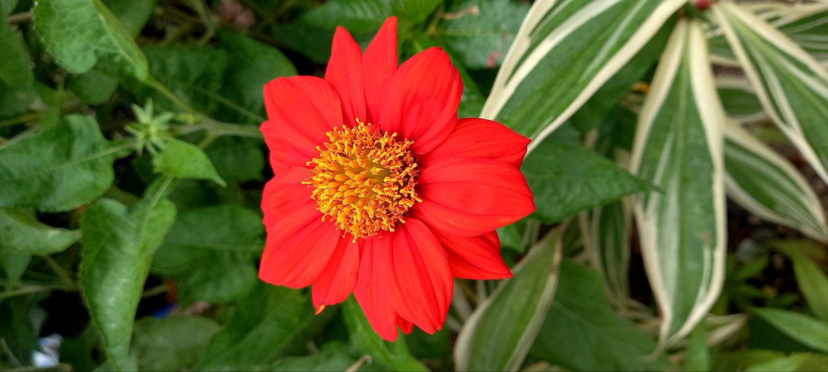 QuinchCima's tweet photo. Flower on sunday
#peaceandlove https://t.co/SDhYzVIFK4