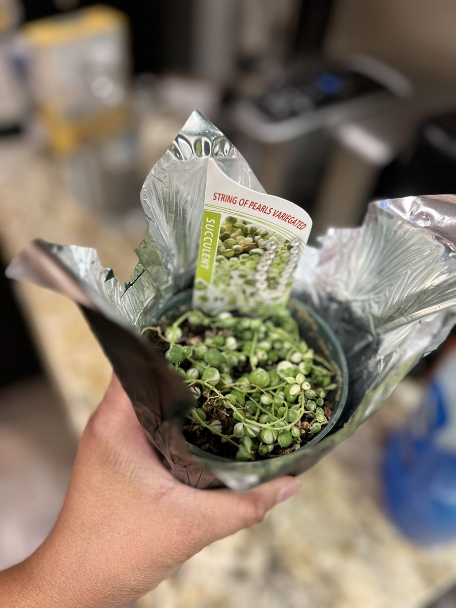 DrianneBelleza's tweet photo. Was lucky enough to find a Variegated String of Pearls today. I haven’t seen one locally so it’s kind of a big deal to me… #stringofpearls #variegatedstringofpearls #stringsofthings https://t.co/0hBmsnTYsN